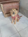 Cárter