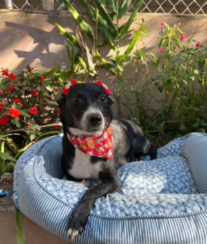 Cachorro raça SRD-ViraLata idade 3 anos nome Juliana