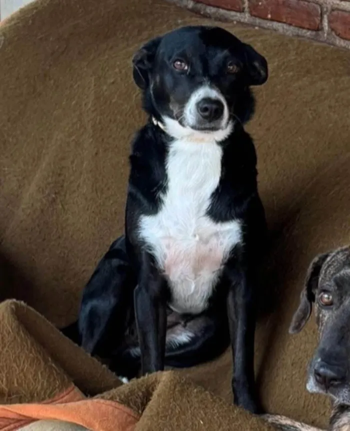 Cachorro ra a SRD-ViraLata idade 3 anos nome Juliana