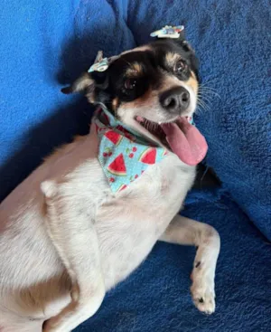 Cachorro raça SRD-ViraLata idade 5 anos nome Narizinho