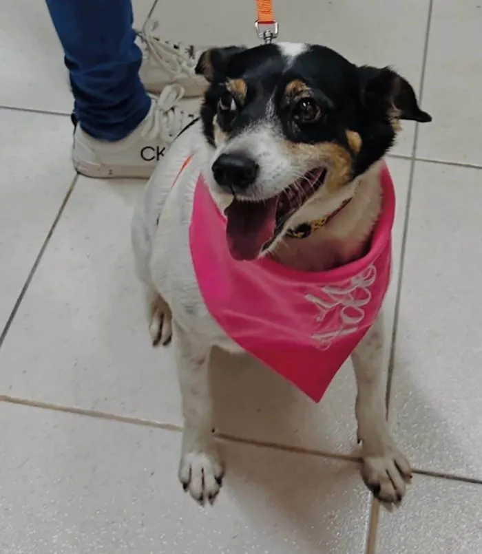 Cachorro ra a SRD-ViraLata idade 5 anos nome Narizinho