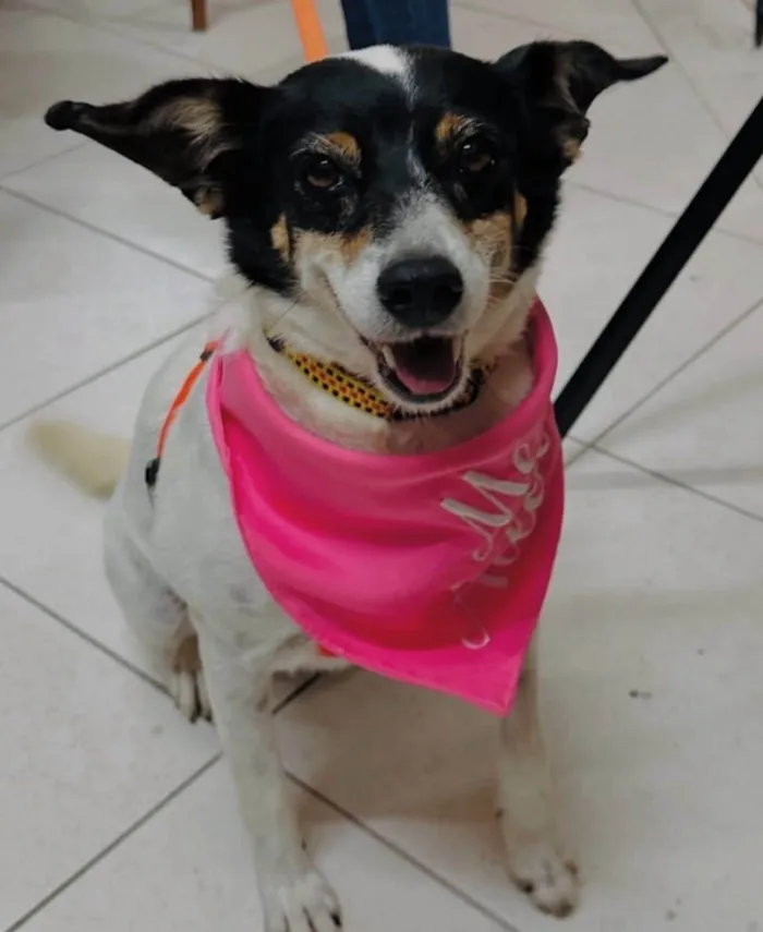 Cachorro ra a SRD-ViraLata idade 5 anos nome Narizinho