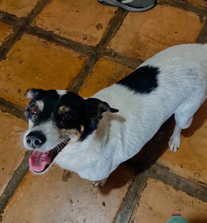 Cachorro ra a SRD-ViraLata idade 5 anos nome Narizinho