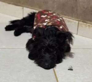 Cachorro raça SRD-ViraLata idade 1 ano nome Brito 