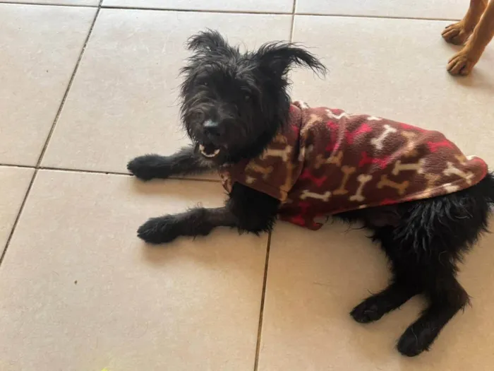 Cachorro ra a SRD-ViraLata idade 1 ano nome Brito 