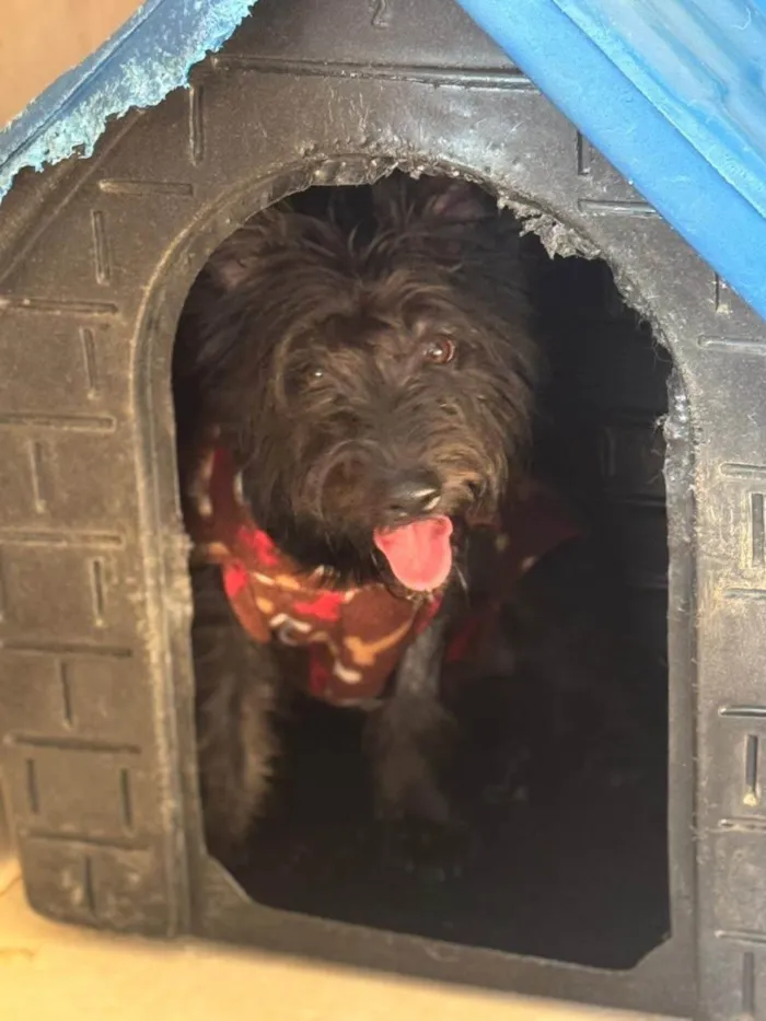 Cachorro ra a SRD-ViraLata idade 1 ano nome Brito 