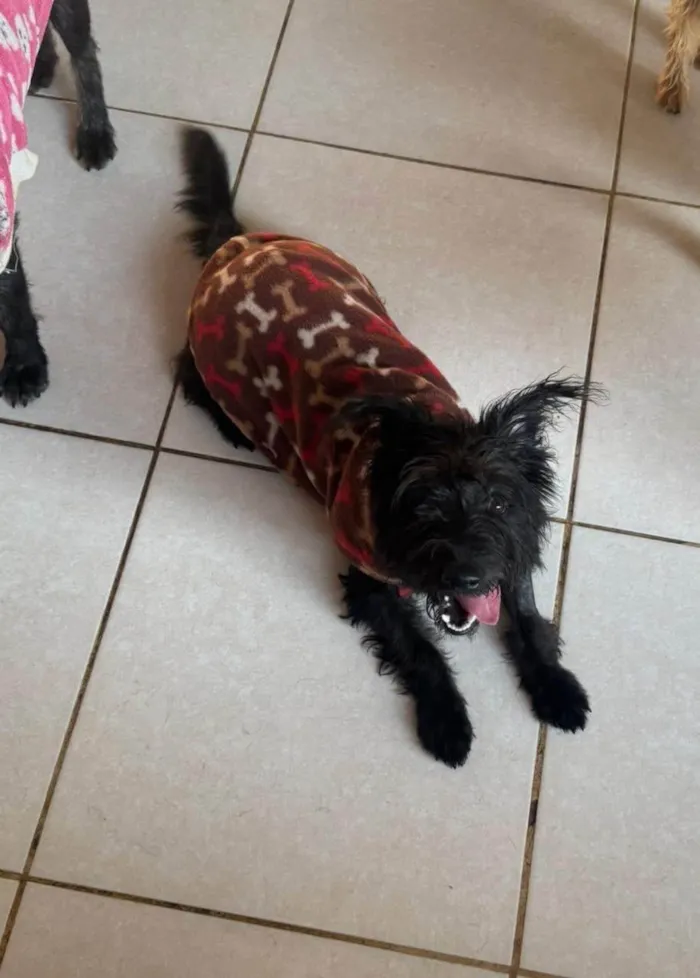 Cachorro ra a SRD-ViraLata idade 1 ano nome Brito 
