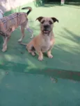 Pitico