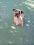 Pitico