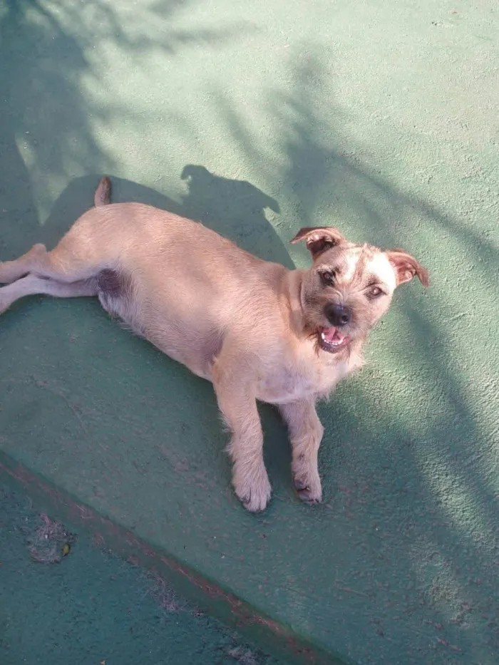 Cachorro ra a SRD-ViraLata idade 1 ano nome Pitico 