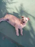 Pitico