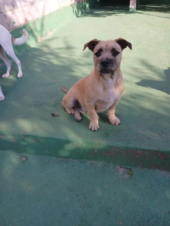 Cachorro ra a SRD-ViraLata idade 1 ano nome Pitico 
