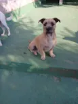 Pitico