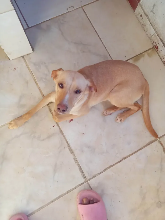 Cachorro ra a SRD-ViraLata idade 1 ano nome Rex, Tony,Sony e Luna.