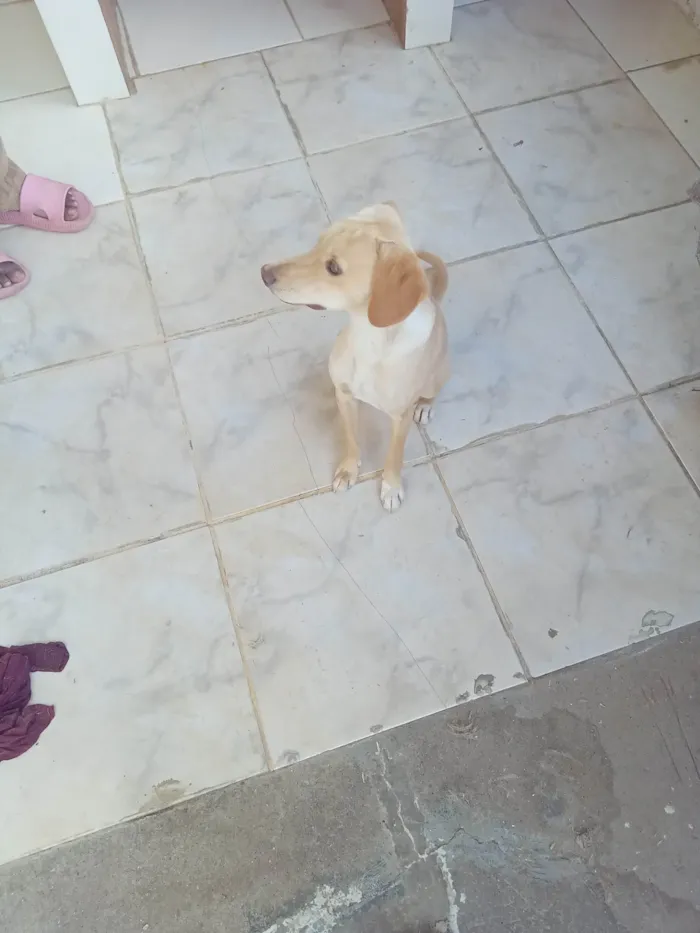 Cachorro ra a SRD-ViraLata idade 1 ano nome Rex, Tony,Sony e Luna.