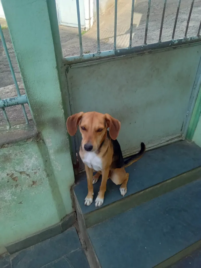 Cachorro ra a SRD-ViraLata idade 1 ano nome Rex, Tony,Sony e Luna.