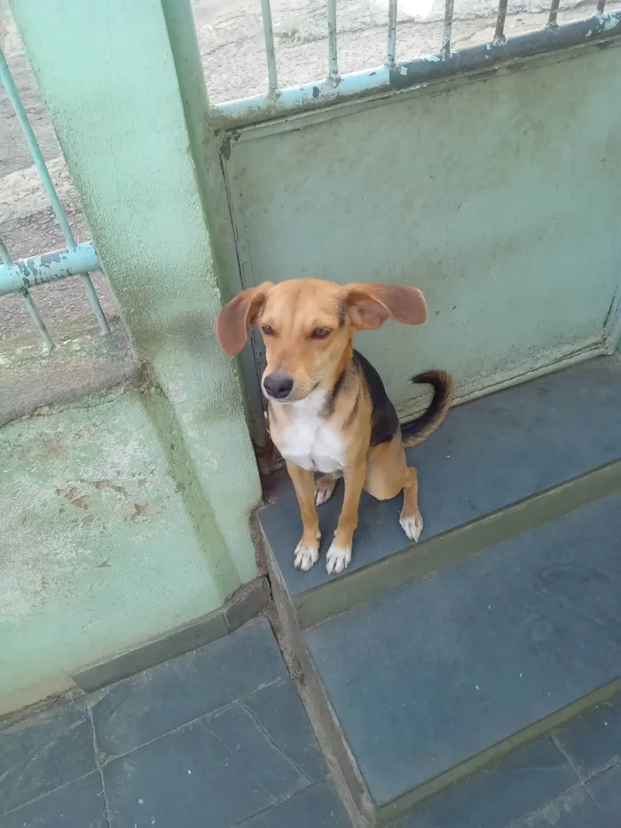 Cachorro ra a SRD-ViraLata idade 1 ano nome Rex, Tony,Sony e Luna.