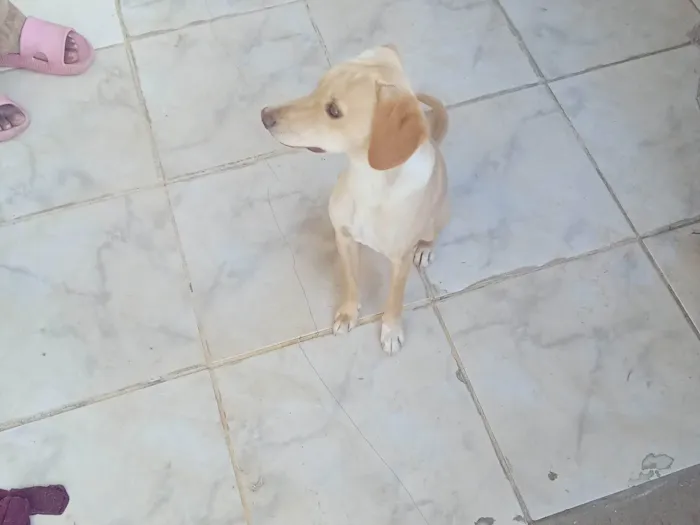 Cachorro ra a SRD-ViraLata idade 1 ano nome Rex, Tony,Sony e Luna.