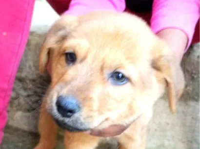 Cachorro raça SRD-ViraLata idade 2 anos nome Sem nome 