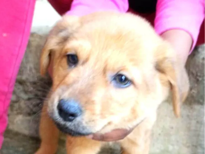 Cachorro ra a SRD-ViraLata idade 2 anos nome Sem nome