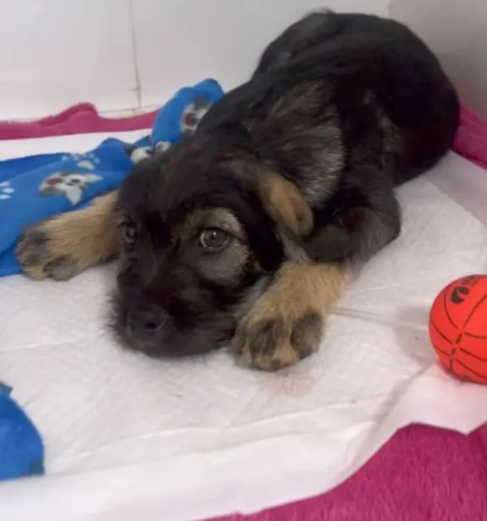 Cachorro ra a SRD-ViraLata idade 2 a 6 meses nome Princesa