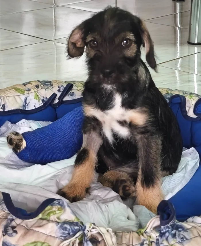 Cachorro ra a SRD-ViraLata idade 2 a 6 meses nome Princesa