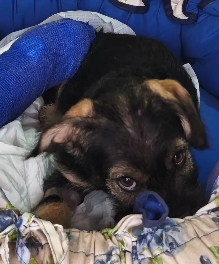 Cachorro ra a SRD-ViraLata idade 2 a 6 meses nome Princesa