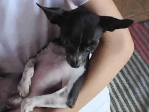 Cachorro raça Pinscher idade 2 anos nome Tutolino