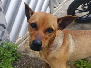 Cachorro raça SRD-ViraLata idade 1 ano nome rocky