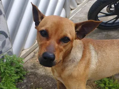 Cachorro raça SRD-ViraLata idade 1 ano nome rocky