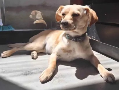 Cachorro raça SRD-ViraLata idade 3 anos nome Bonnie
