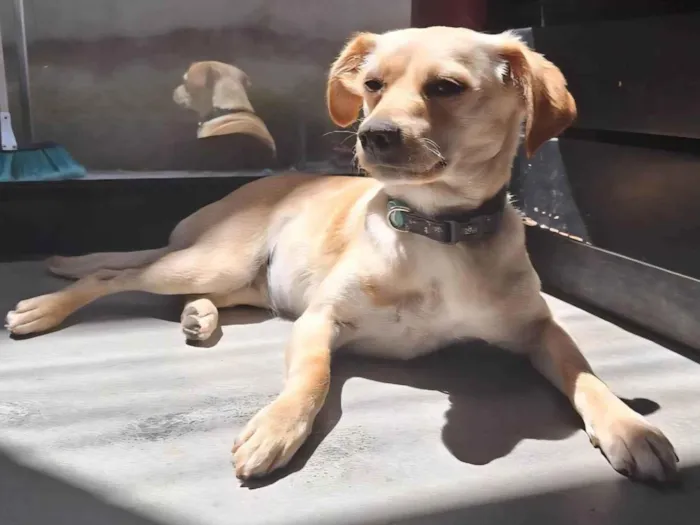 Cachorro ra a SRD-ViraLata idade 3 anos nome Bonnie