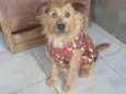 Cárter