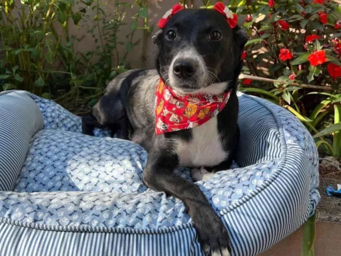 Cachorro ra a SRD-ViraLata idade 3 anos nome Juliana