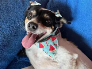 Cachorro raça SRD-ViraLata idade 5 anos nome Narizinho