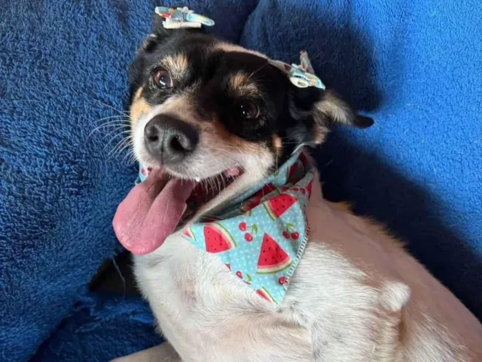 Cachorro ra a SRD-ViraLata idade 5 anos nome Narizinho