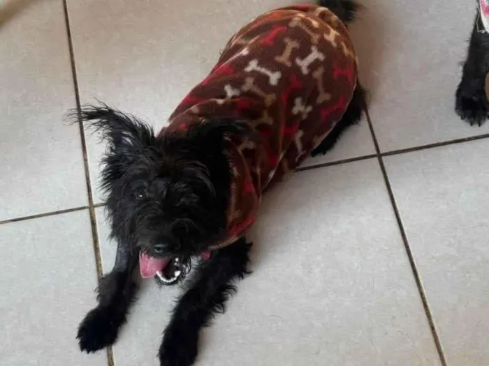 Cachorro ra a SRD-ViraLata idade 1 ano nome Brito 