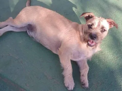 Cachorro raça SRD-ViraLata idade 1 ano nome Pitico 