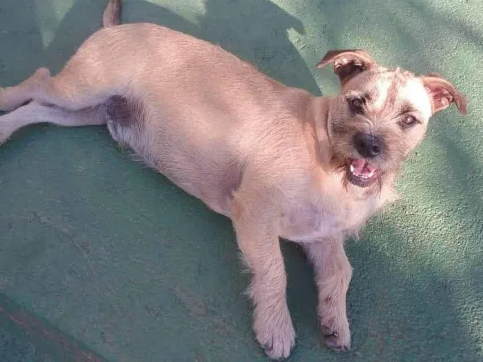 Cachorro ra a SRD-ViraLata idade 1 ano nome Pitico 
