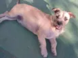 Pitico