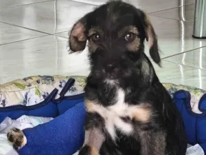 Cachorro raça SRD-ViraLata idade 2 a 6 meses nome Princesa