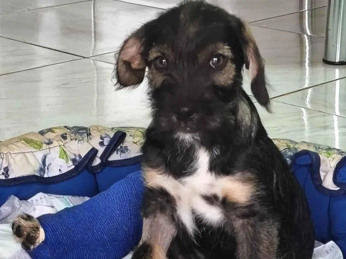 Cachorro ra a SRD-ViraLata idade 2 a 6 meses nome Princesa