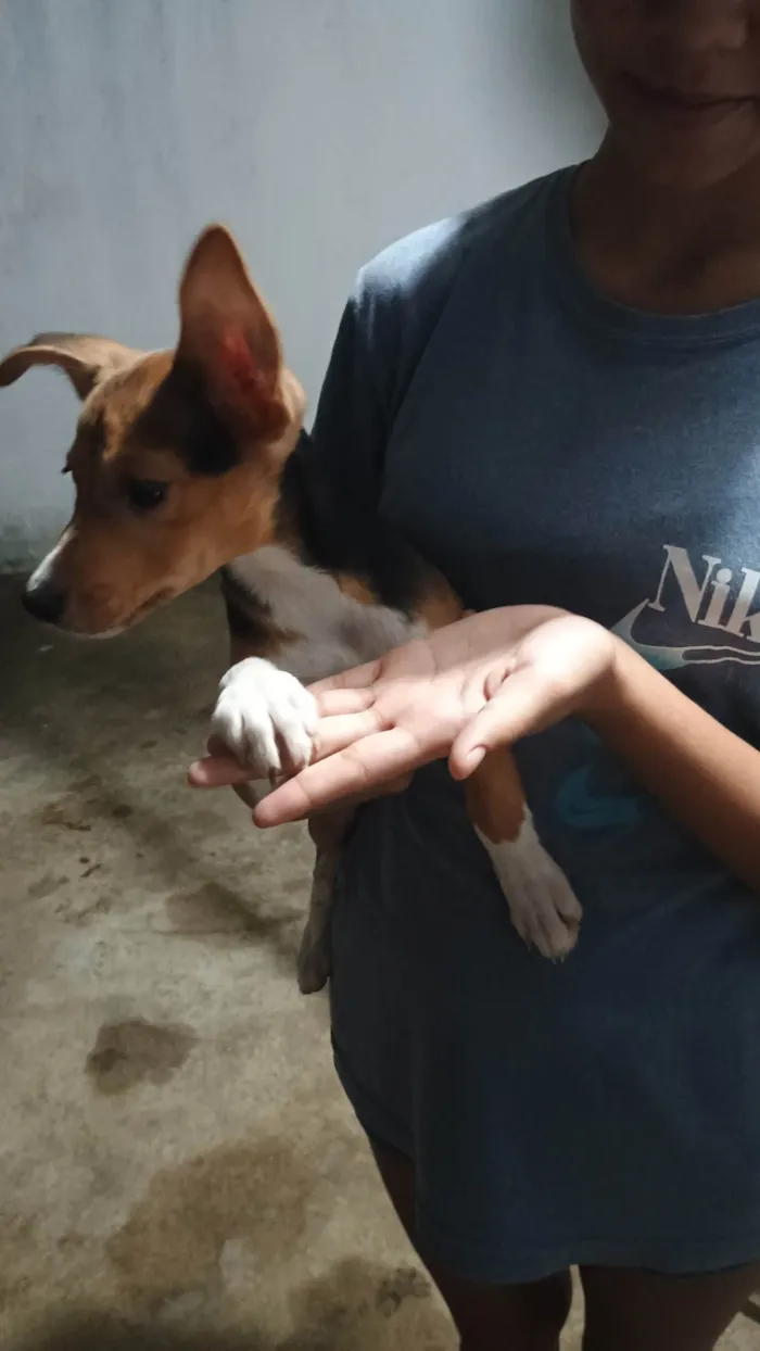 Cachorro ra a SRD-ViraLata idade 2 a 6 meses nome ANA CRISTINA LEITAO DOS SANTOS