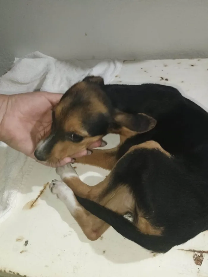 Cachorro ra a SRD-ViraLata idade 2 a 6 meses nome ANA CRISTINA LEITAO DOS SANTOS