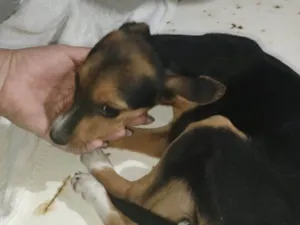 Cachorro raça SRD-ViraLata idade 2 a 6 meses nome ANA CRISTINA LEITAO DOS SANTOS