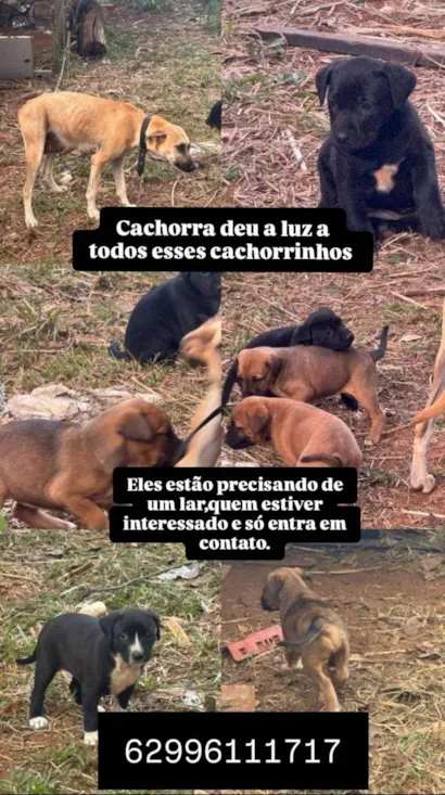 Cachorro raça SRD-ViraLata idade 2 a 6 meses nome Sem nome