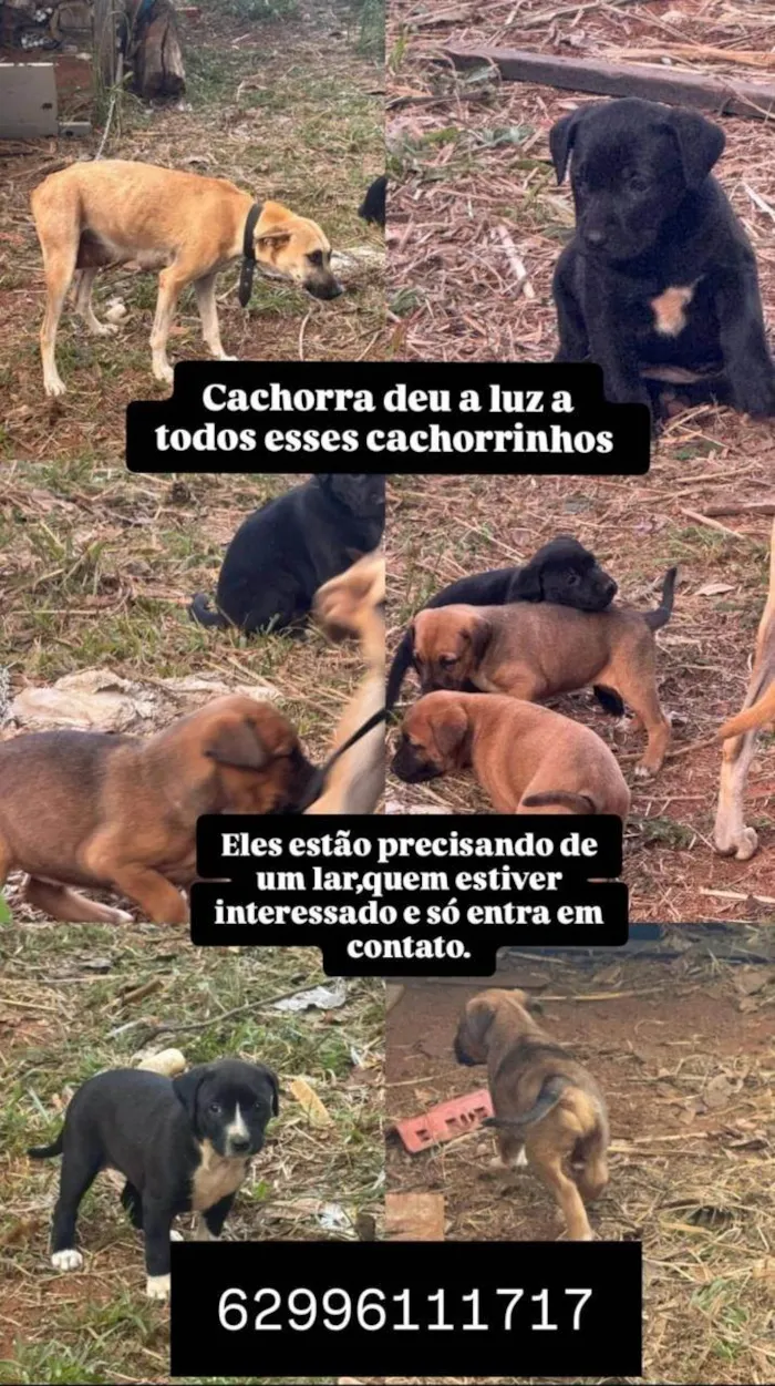 Cachorro ra a SRD-ViraLata idade 2 a 6 meses nome Sem nome