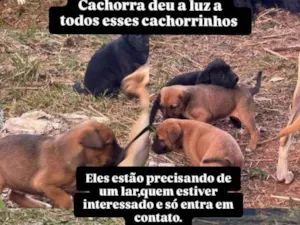 Cachorro raça SRD-ViraLata idade 2 a 6 meses nome Sem nome