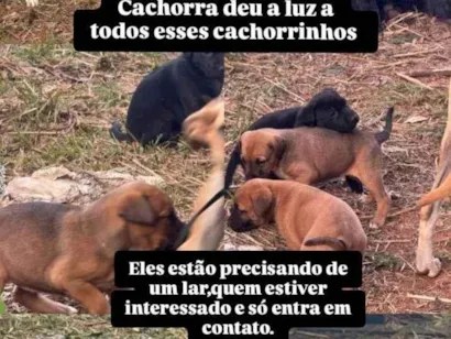 Cachorro raça SRD-ViraLata idade 2 a 6 meses nome Sem nome