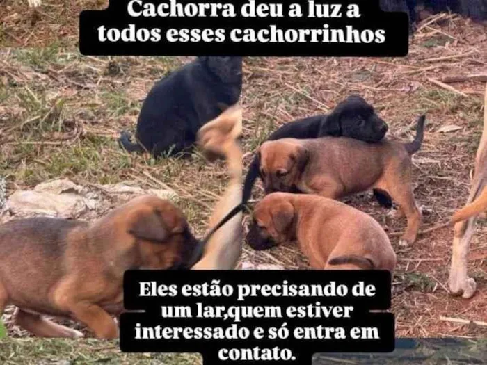 Cachorro ra a SRD-ViraLata idade 2 a 6 meses nome Sem nome